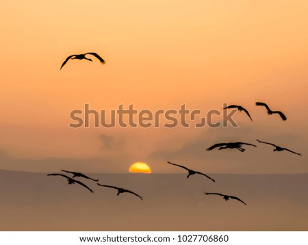 Cranes flying in the sky against rising sun. Beautiful orange sunrise.