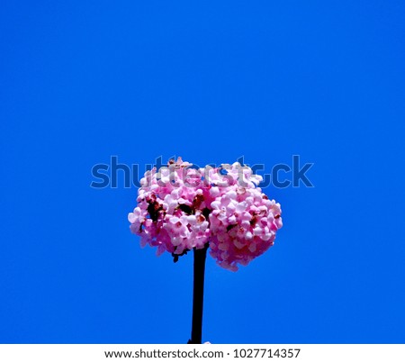 Kwanzan light pink flower with blue sky background