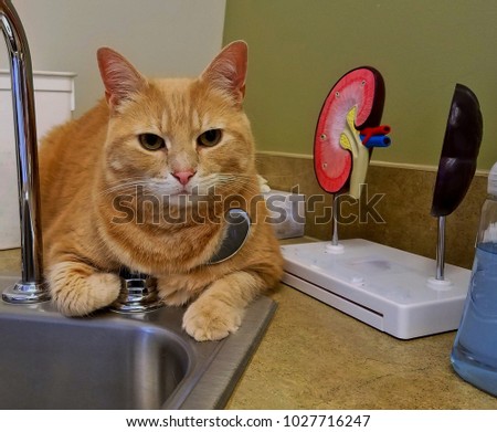 Large Tabby Cat Waiting for the Vet at the Doctor's Office; Cat is (miraculously) Chilling Out at the Sink and next to an Effective Kidney 3-D Diagram; Cats Are Funny; Pet Care and Animal Health Royalty-Free Stock Photo #1027716247
