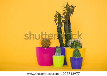 beautiful green succulents with thorns in colorful pots isolated on yellow 