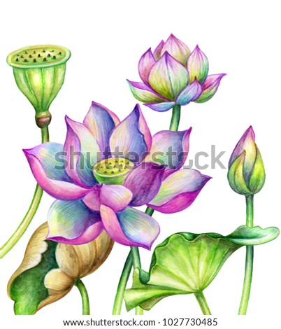watercolor botanical illustration, lotos flowers, oriental garden nature, pink water lillies, green leaves, lotus, tropical floral clip art isolated on white background