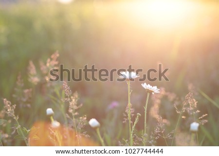 Sunburst over white flowers in a meadow