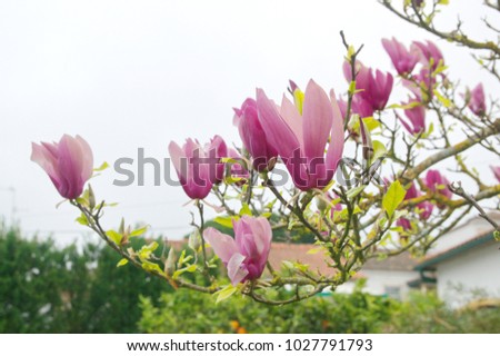 Magnolia pinkie, Magnolia liliiflora