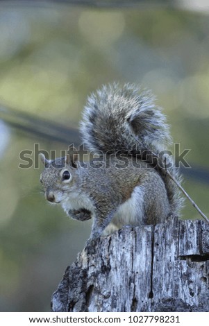 squirrel sits on the  tree