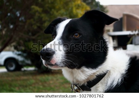 beautiful pure bred border collie looking off into the distance. 