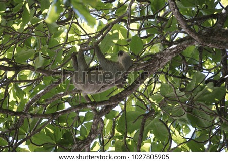 Tree Top Sloth