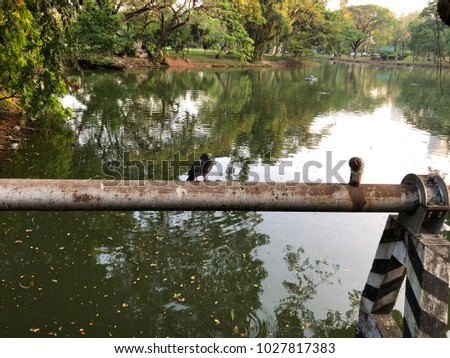 the dove/pigeon sat on the pipe at Lumpini park in Bangkok.