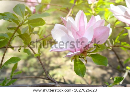 Mysterious spring floral background with blooming pink magnolia flowers on a sunny day