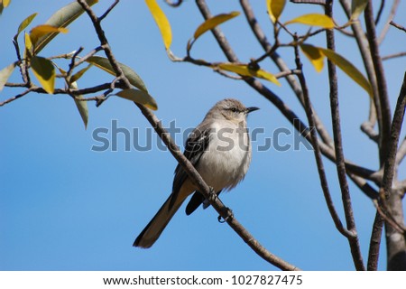 Mockingbird standing on the tree branch