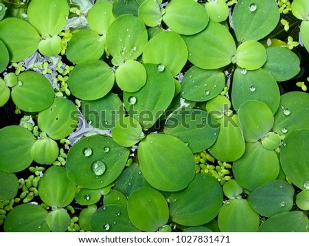 Picture of a drop of natural joke flower water on a green leaf
