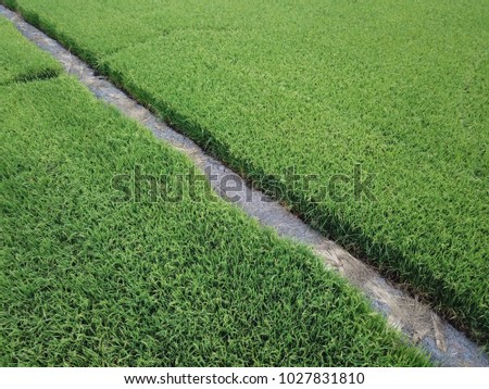 Jasmine Rice Field Beautiful.Use for website/banner background, backdrop, montage menu