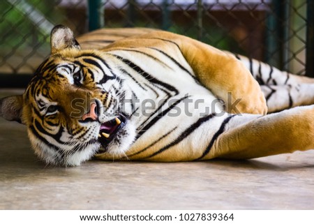 Tiger laying down in the zoo.
