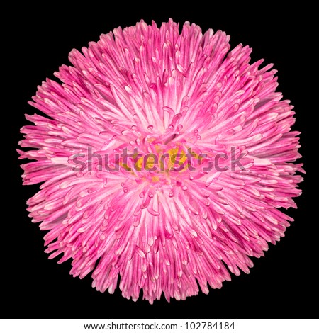 Pink Perennial Daisy Flower with Yellow Center Isolated on black Background. Bellis perennis - English Daisy - Asteraceae Macro