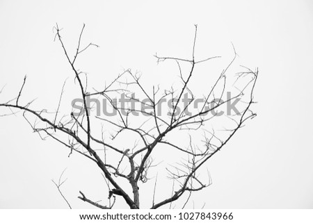 abstract dead tree shape with mono tone