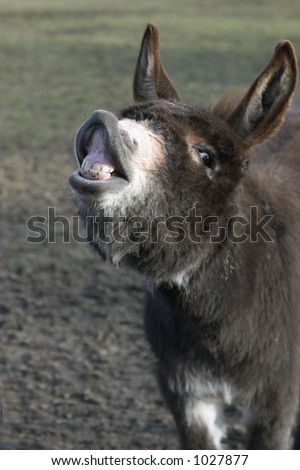 Happy Donkey, funny picture!