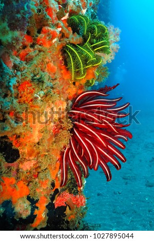Colorful tropical coral reef. Underwater picture with detail of the reef. Scuba diving trip with exotic ocean wildlife.