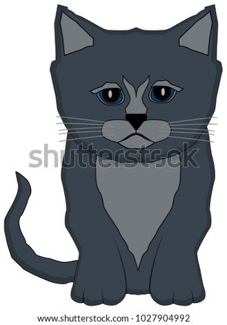 blue gray kitten