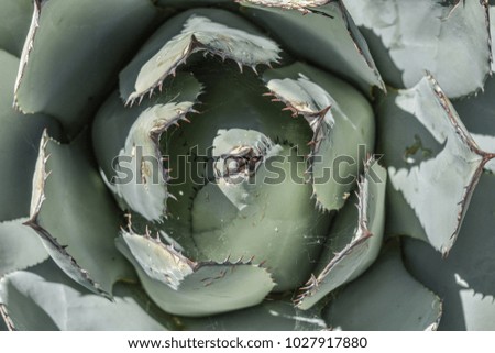 Closeup of a succulent Royalty-Free Stock Photo #1027917880