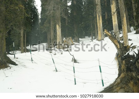 Pine trees covered in deep snow during winter .