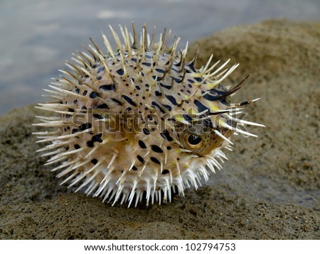 A angry, puffing blowfish on a beach rock. Royalty-Free Stock Photo #102794753