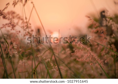 Grass Flowers with Red light Sunset Background