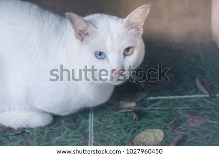 Close up white cat has two different  eyes colours, blue and yellow. 