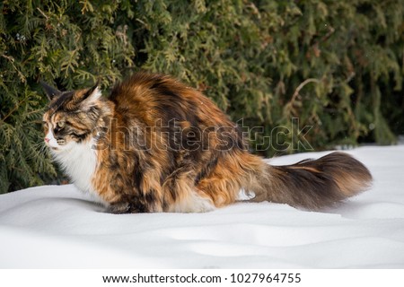 Color Maine coon winter