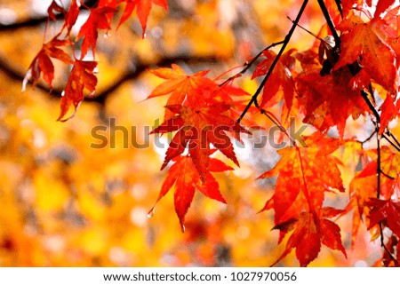  red maple in the forest