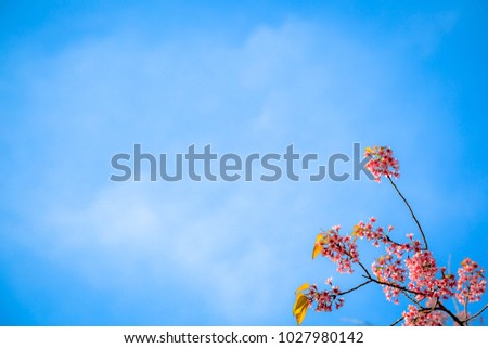 Wild Himalayan Cherry or Thailand sakura with blue sky and white cloud background