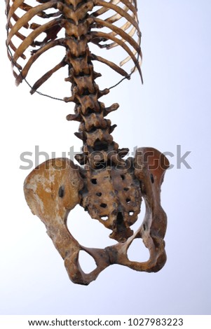 
Human Bones Used to teach doctors.