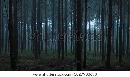 A panoramic picture of a dark forest with straight pine tree trunks that gives a creepy feeling