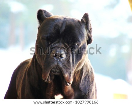 Portrait Of Black Cane Corso Images And Stock Photos Page