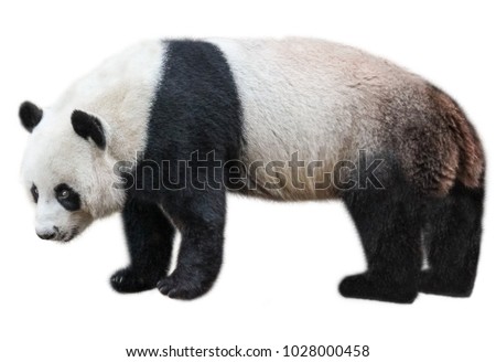The Giant Panda, Ailuropoda melanoleuca, also known as panda bear, is a bear native to south central China. Panda standing, side view, isolated on white background, often used as an symbol of China.