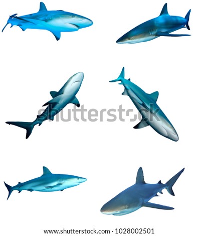 Sharks on white background. Caribbean Reef Shark isolated. Collection of shark cutouts