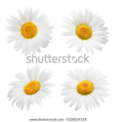 Daisy flower isolated on white background as package design element Royalty-Free Stock Photo #1028024158