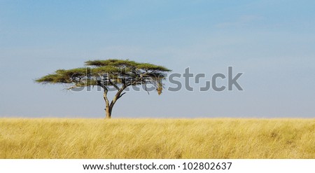 Panoramic image of a lonely acacia tree in Serengeti