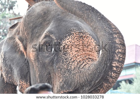 asia head elephant in Thailand.