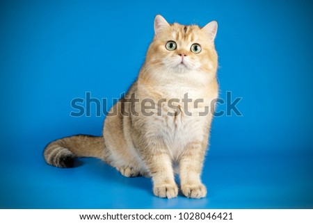 scottish straight shorthair gold cat