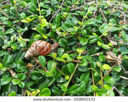 African land snail moves on the green leaves floor. Picture with copy space.