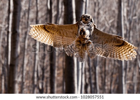 owl in forest