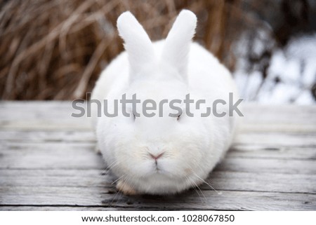 White fluffy bunny on a wooden background