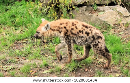 lovely spotted hyena