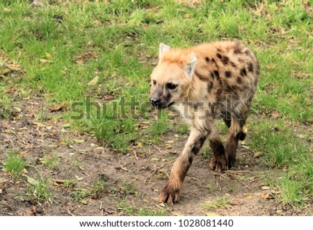 lovely spotted hyena