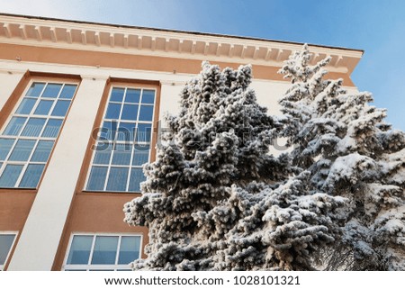 winter city tree in white snowy clothes