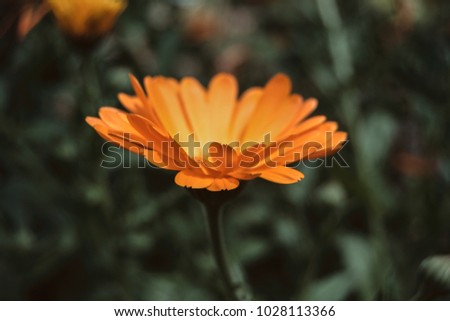a single orange flower of calendula officinalis