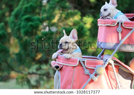 Two french bulldog puppies in pink pet stroller at a park.