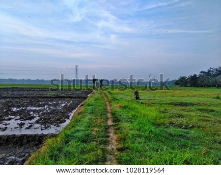 Streets In Rice Fields That Are Hijacked And Grasslands With Cloudy Blue