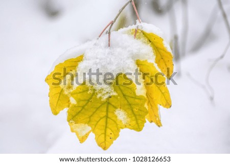 Yellow maple leaves are covered snow in the winter park.