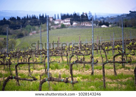 Background of vineyards in the hills of Tuscany in spring, Italy
