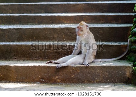 Sad wild monkey sits on stairs. He is tired and sitting alone
